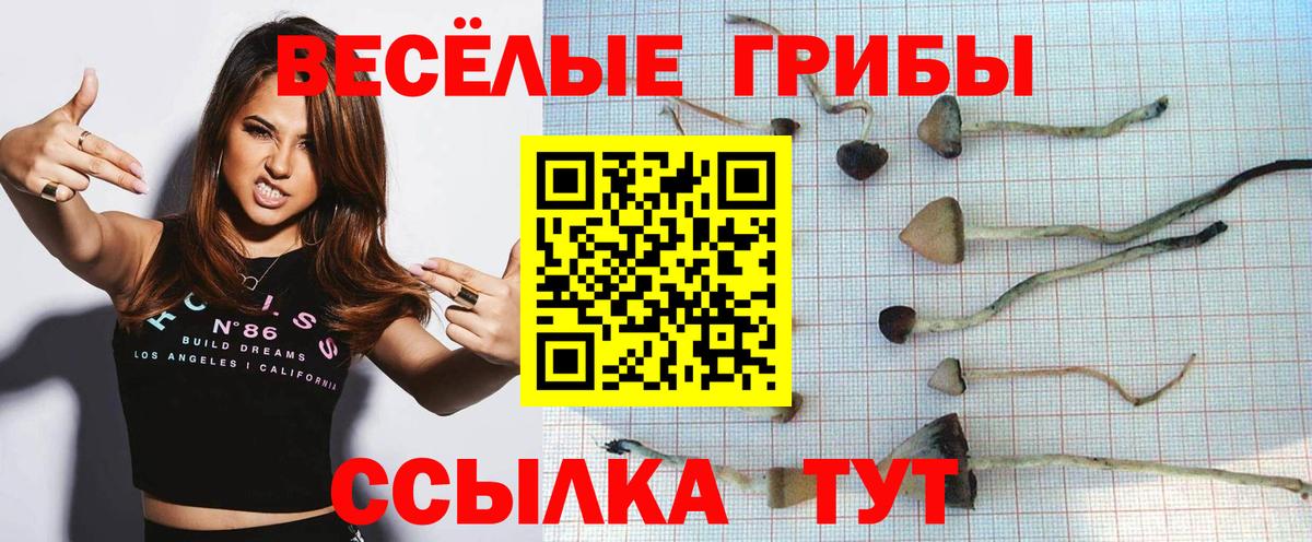 Псилоцибиновые грибы Psilocybine cubensis Курчалой